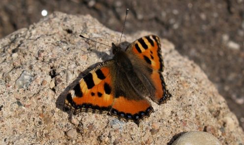 Parastais nātru raibenis