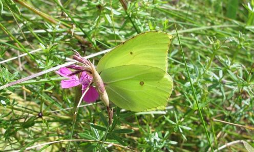 Citrontauriņš vasarā