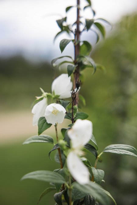 turpinas ziedesana1