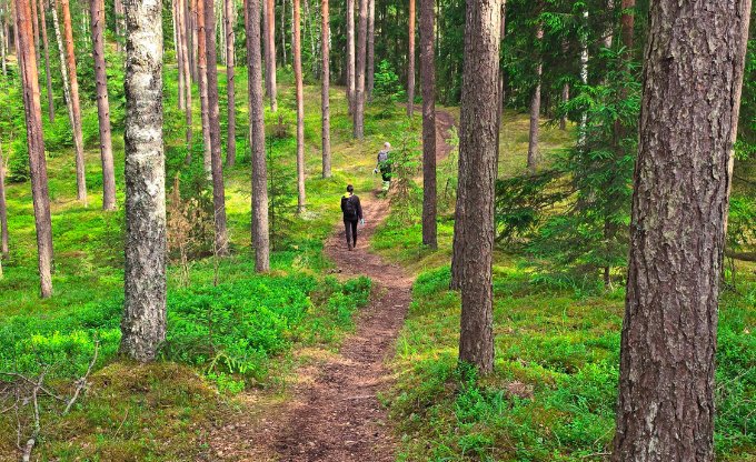 zvirgzde marketa taka2