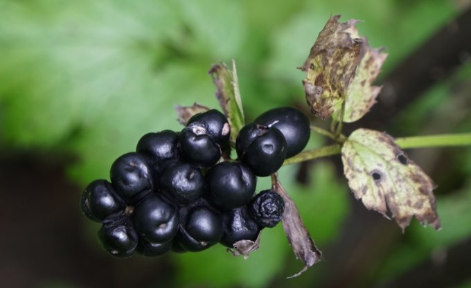 krauklene varpaina 1