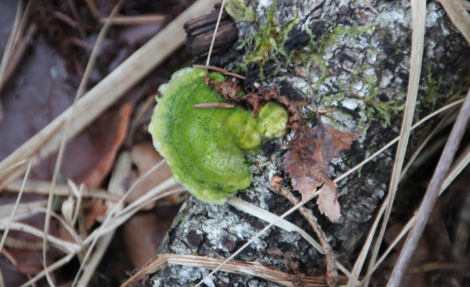 vienkrasas celera zala