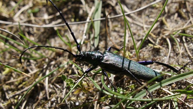 zalais vitolgrauziss