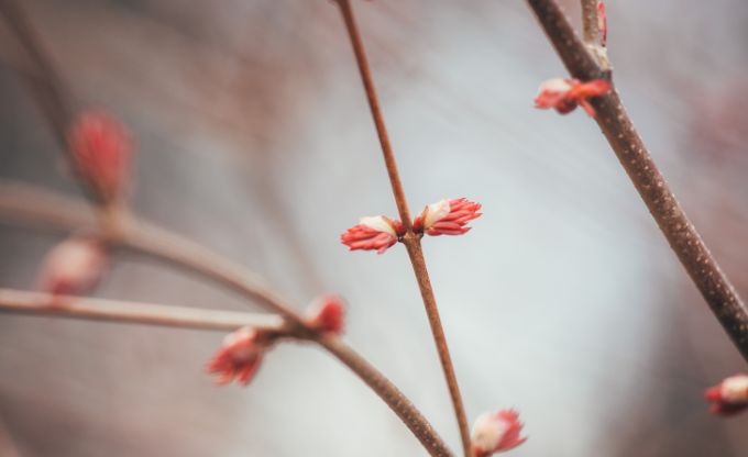 cukurvates koks ziedi