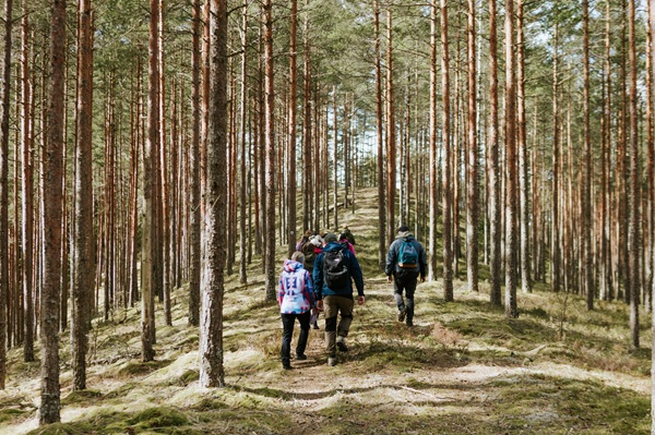 Aptuveni 10 cilvēki dodas priežu mežā pārgājienā saulainā pavasara dienā