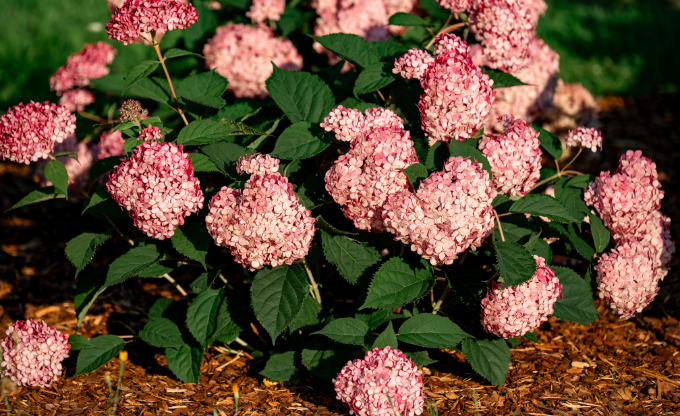 Kupls hortenziju krūms ar maigi rozā ziediem