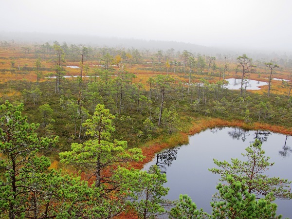 5.Niedraju pilkas purvs