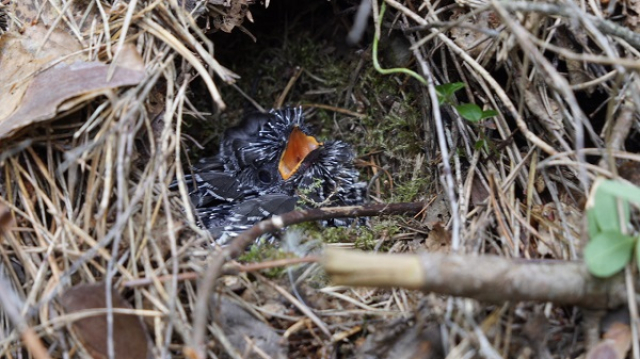 4. apmeram vienu nedelu vecs dzeguzens sarkanriklites ligzda c2401t01 1