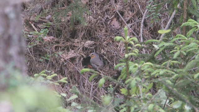 5. sarkanriklite pie savas ligzdas kura apmeram vienu nedelu vecs dzeguzens c2415t01 2