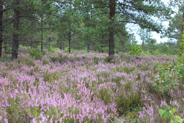 gludenas cuskas tipiska dzives vieta