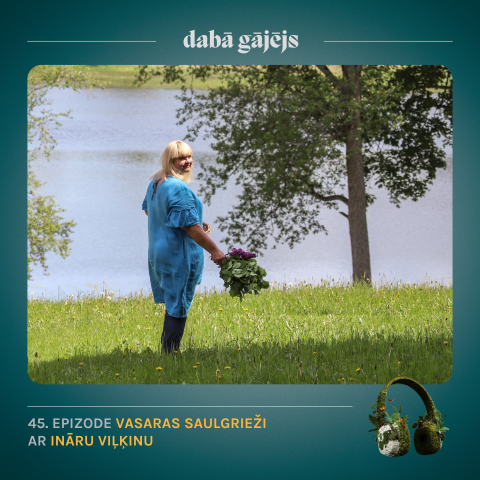 #47 Vasaras saulgrieži