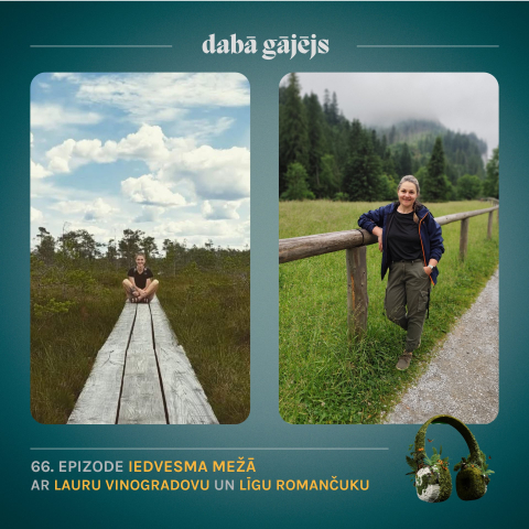 #66 Iedvesma mežā