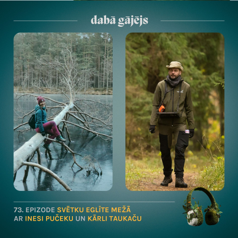 #73 Svētku eglīte mežā