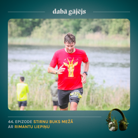 #44 Stirnu buks mežā